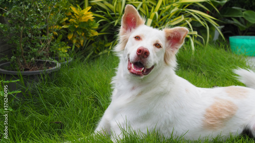 Happy dog on the grass, dog smile © Kenstocker