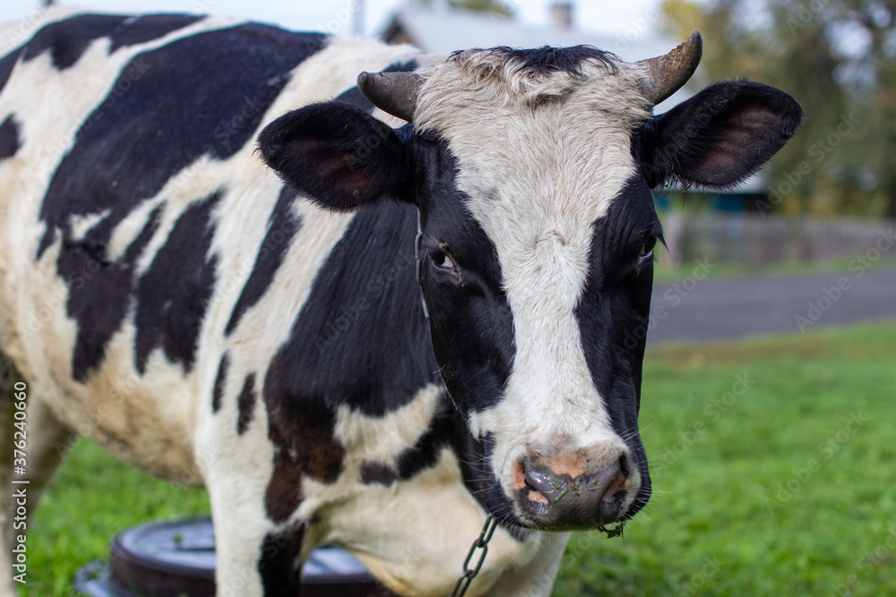 A mottled cow eats grass near the house. A mottled cow eats grass near the house.