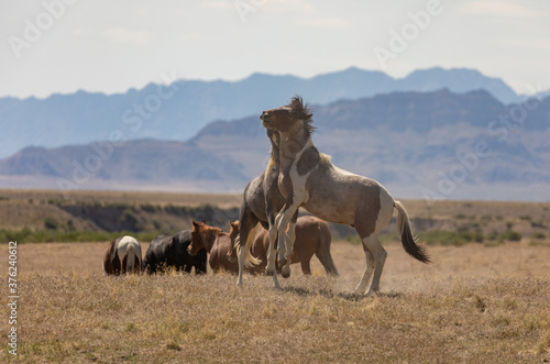 Wild Horse Stallions Fighting in the Utah Desert