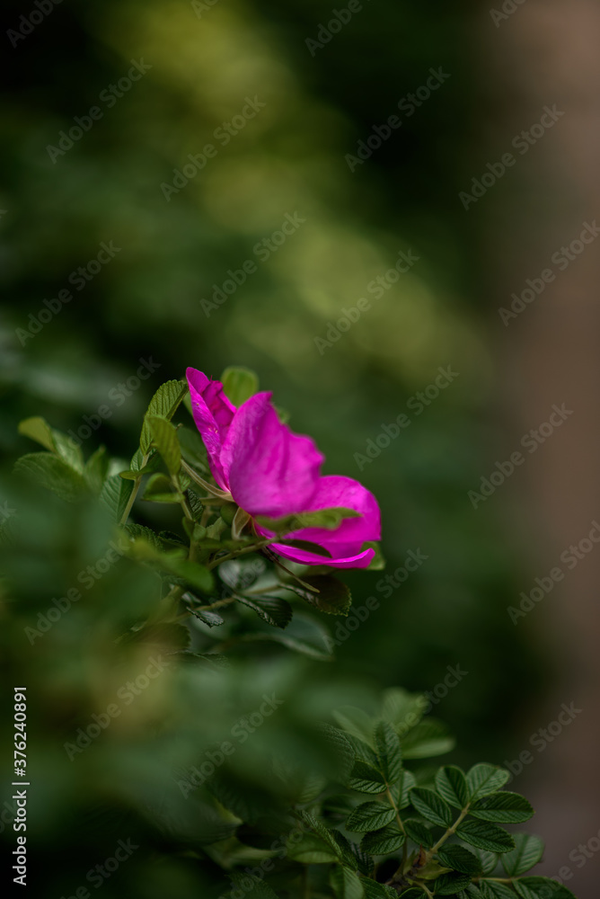 Fototapeta premium last rosehip flowers in September