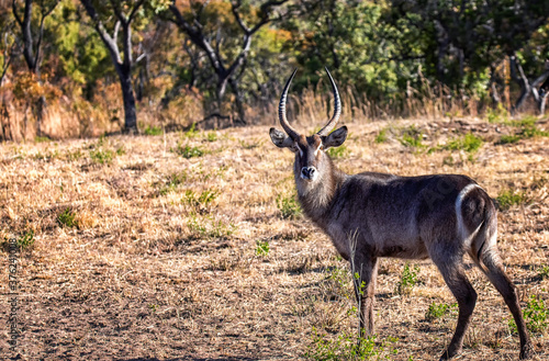 Waterbuck (Kobus ellipsiprymnus) photo