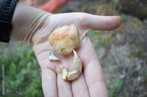 Parts of a dead italian freshwater crab (Potamon fluviatile) held in hand photo