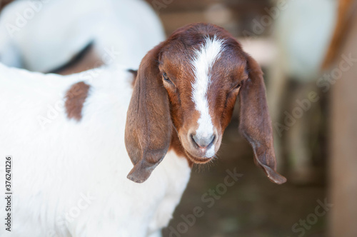 goat on the farm