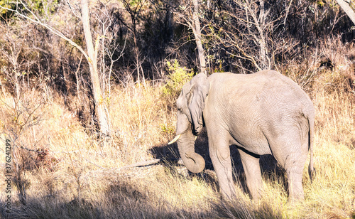 Elephant in the wild photo