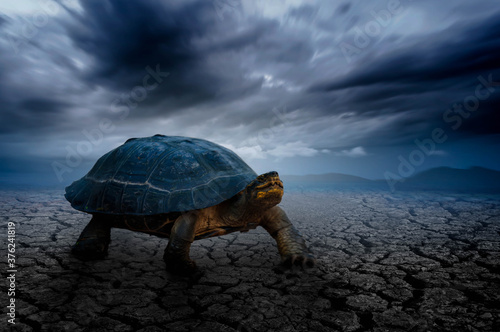 turtle on the rock © Tongsai Tongjan