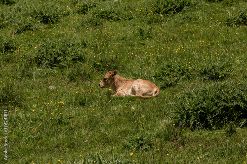A small calf is grazing on the mountainside. A young cow on a background of green grass and stones