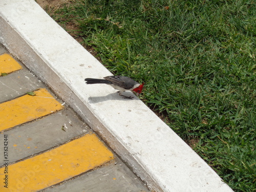 pigeon on the wall