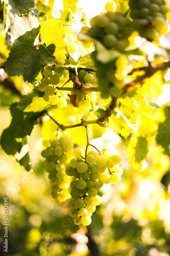 the white grapes at vineyard