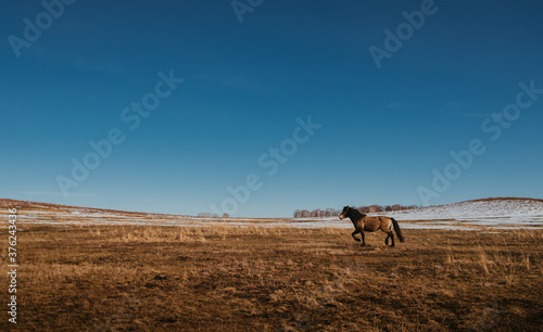 Ural mountains, summer. In the fields and mountains near villages, walking horse