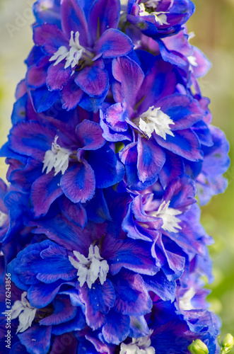 Blue Delphinium Flowers