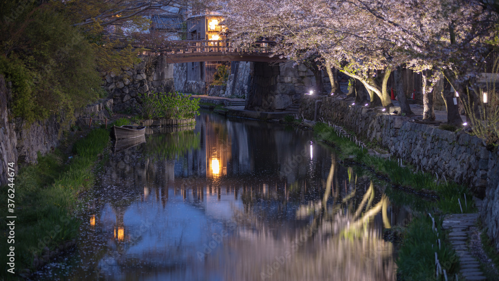 滋賀県 近江八幡 八幡堀 桜 滋賀県 近江八幡 八幡堀 桜
