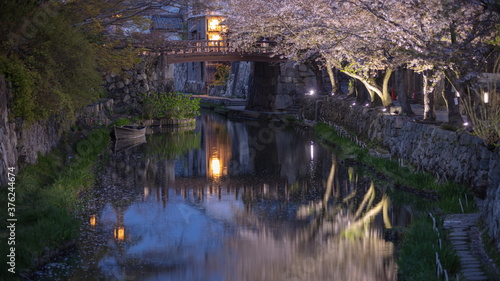 滋賀県 近江八幡 八幡堀 桜