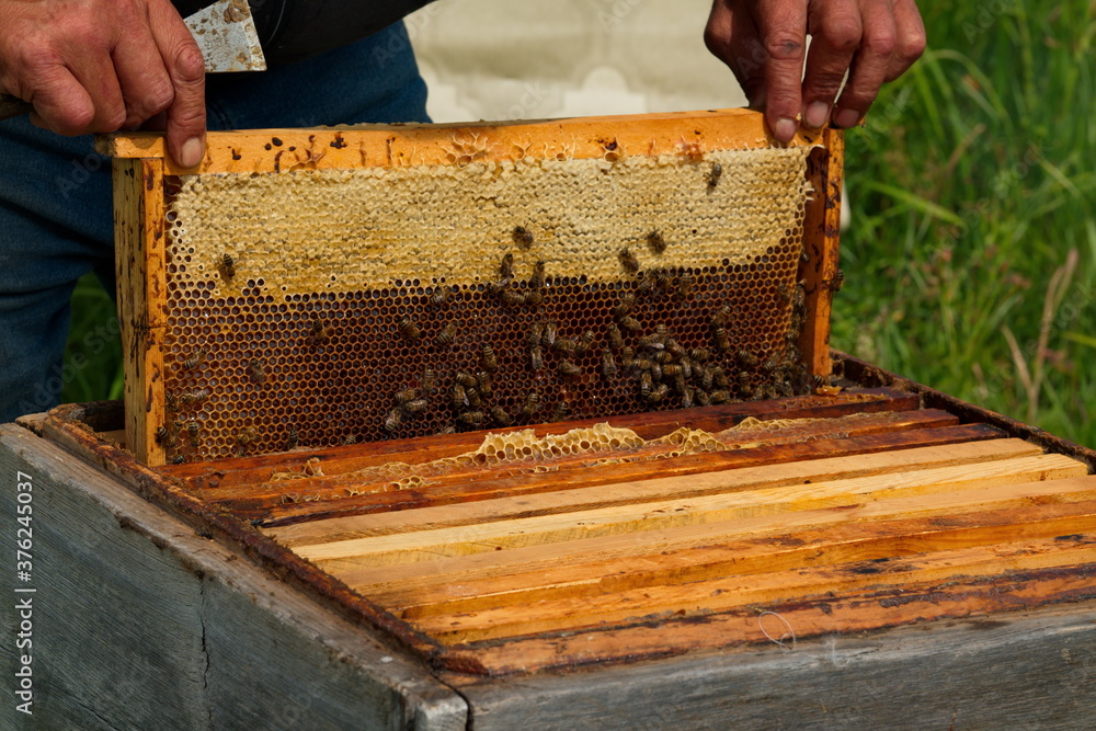 Yabogan. Russia. August 07, 2020. Apiary. The beekeeper inspects a wide frame with honeycombs covered with bees from the lower part of the hive. This honey is left to the bees for the winter. Yabogan. Russia. August 07, 2020. Apiary. The beekeeper inspects a wide frame with honeycombs covered with bees from the lower part of the hive. This honey is left to the bees for the winter.