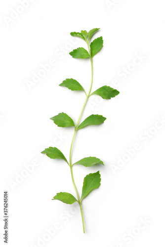 Flat lay (top view) of Stevia plant (Stevia rebaudiana Bertoni)  isolated on white background.