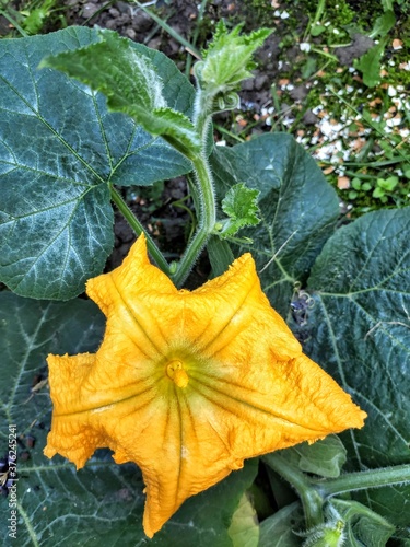 Pumpkin flower, summer photo