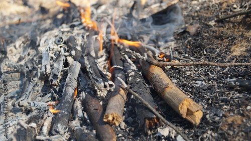 Wallpaper Mural Firewood burns beautifully in nature Torontodigital.ca