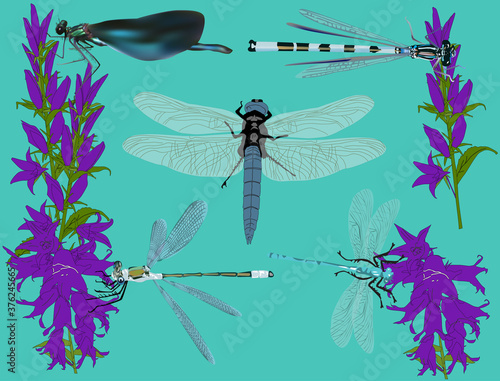 five dragonflies and bellflowers on cyan background