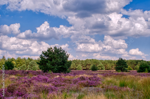 heather field and blue sky eith clouds in the Weerterheide   photo made on 2 september 2020 in Weert the Netherlands