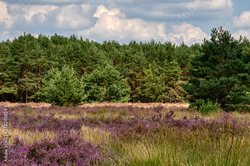 field of heather in the Weerterheide, photo made in Weert the Netherlands on 2 september 2020
