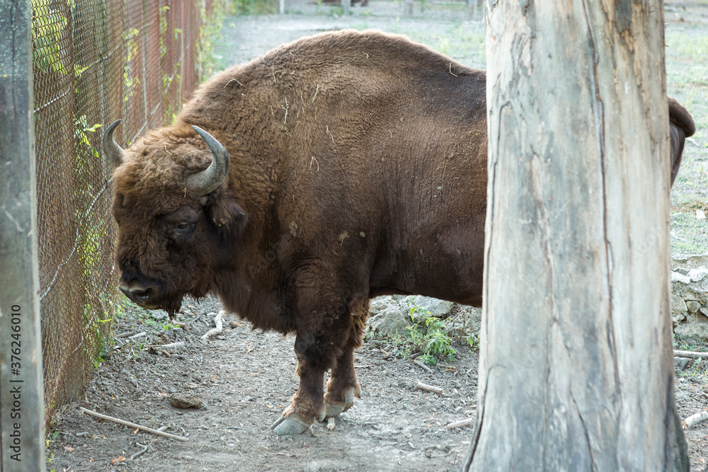 Fototapeta premium European bison - Bison bonasus .in the Moldavian reserve.