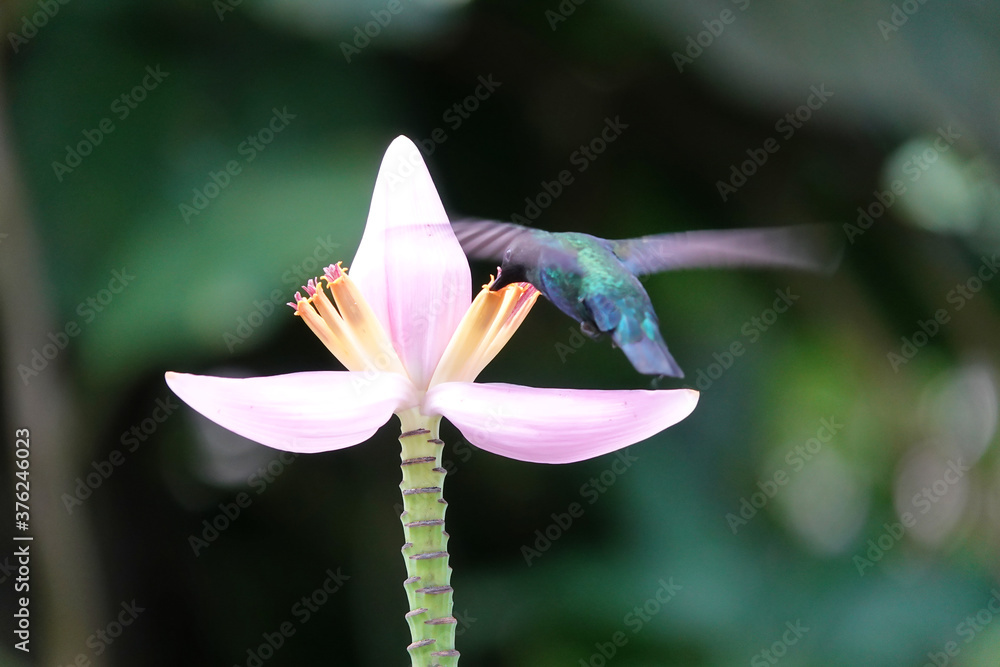 Un beau colibri à la recherche du nectar de la fleur, Guadeloupe Stock — free download