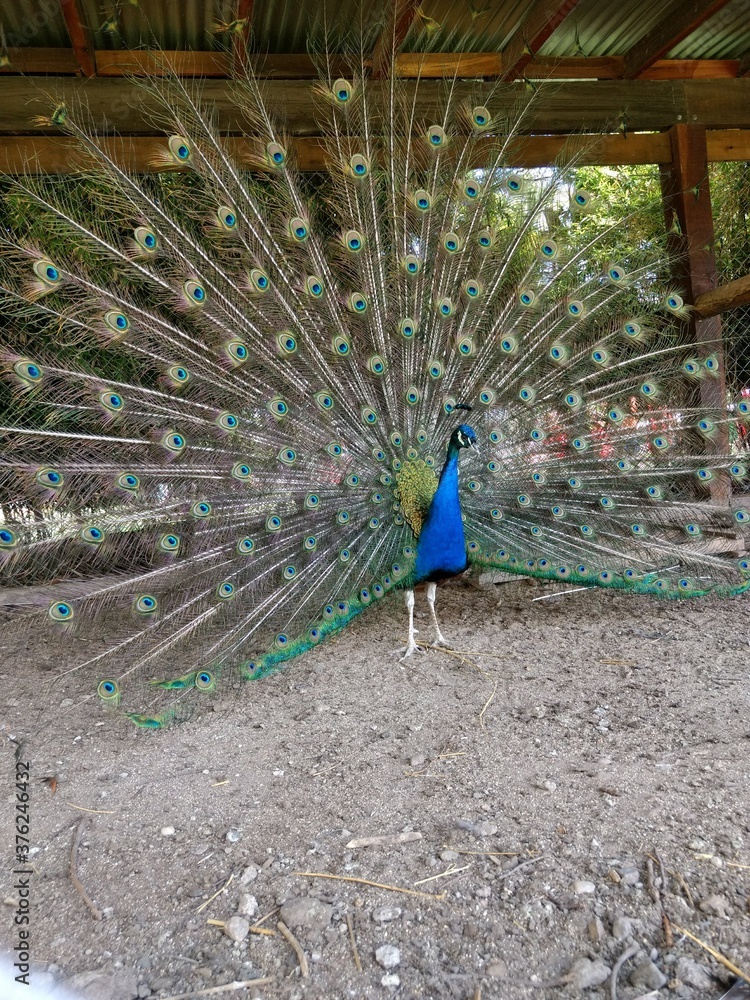 Fototapeta premium Pavo real con sus plumas