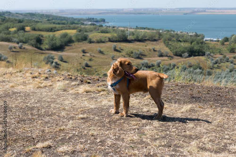 A red-haired cocker spaniel puppy stands on the top with its tongue out and looks around. A red-haired cocker spaniel puppy stands on the top with its tongue out and looks around.