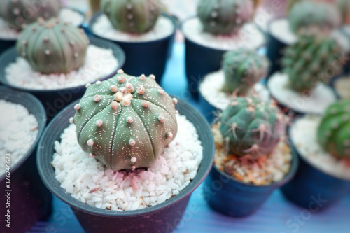 Little Cuctus in a small pot.Colorfull cuctus with flowers in pots on table in garden.Close up. photo