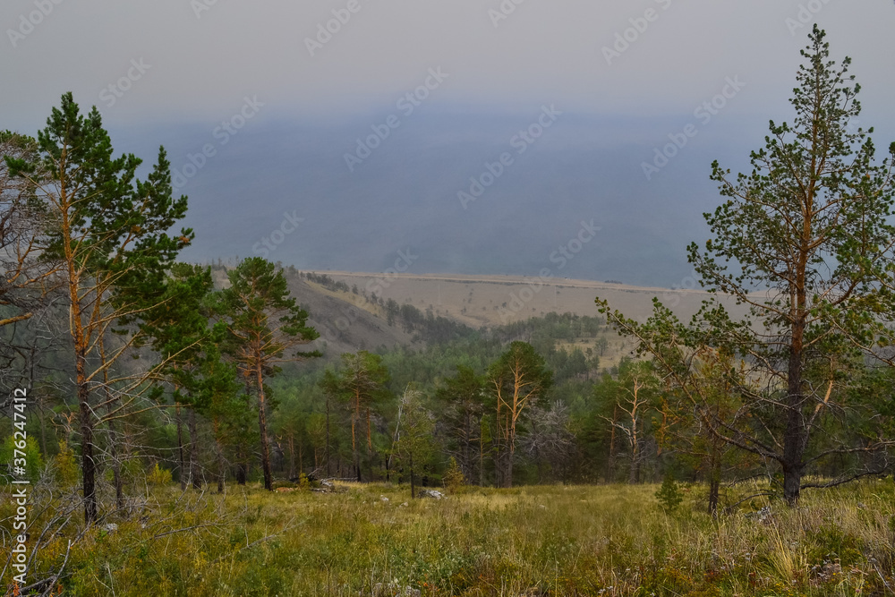 Green dry trees stand on mountain against the background of the shore of lake Baikal in the fog, in warm light