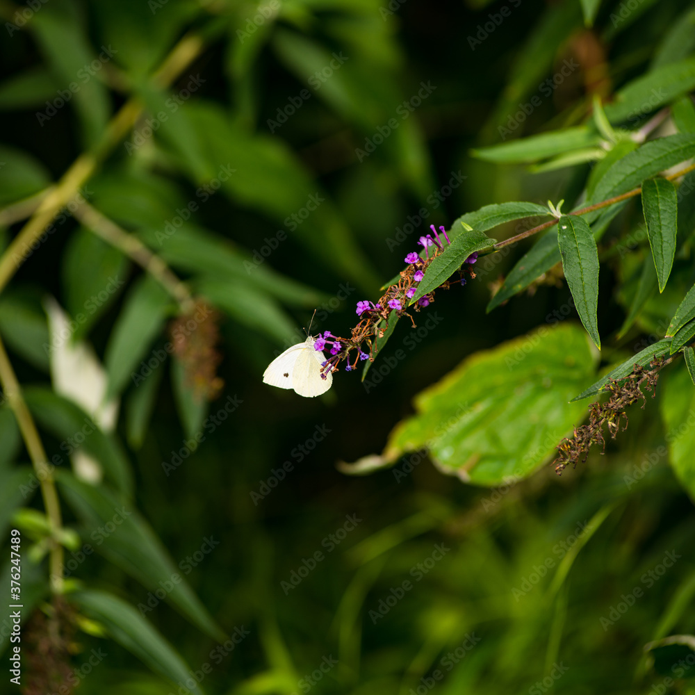 A butterfly stands on a summer lillac drinking nectar A butterfly stands on a summer lillac drinking nectar
