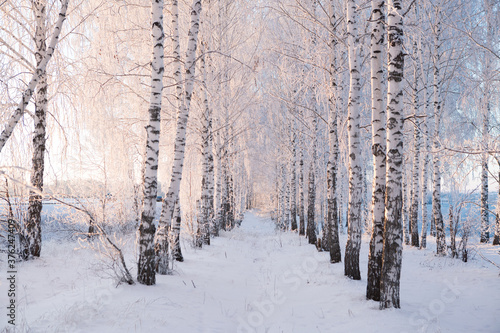Snow covered trees against a blue sky. Winter landscape © Alik Mulikov