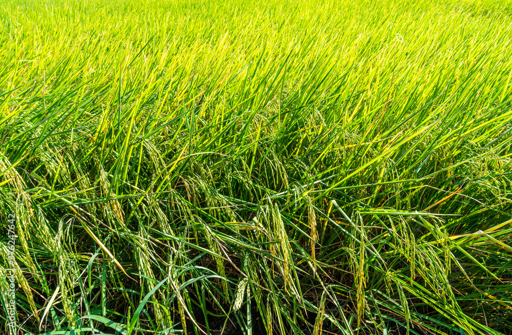 Close up green rice crop in the field in summer. Close up green rice crop in the field in summer.