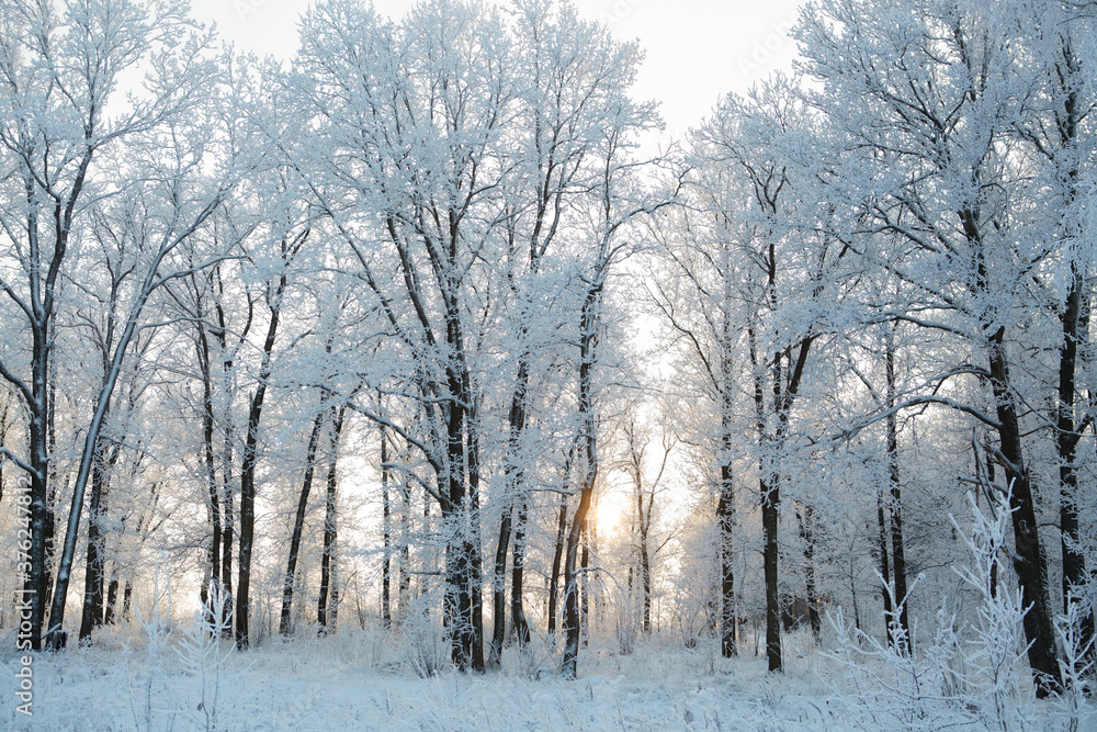 Snow-covered tree branches on a winter cloudy day Snow-covered tree branches on a winter cloudy day