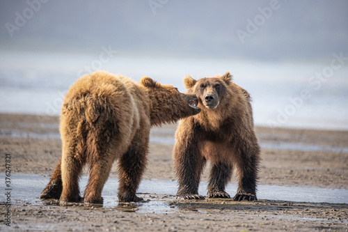 Alaska, Lake Clark National Park, Seward, Homer