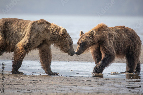Alaska, Lake Clark National Park, Seward, Homer