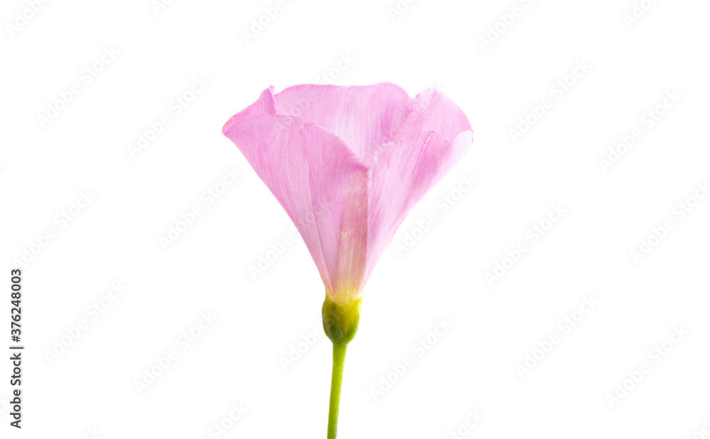 bindweed flower isolated bindweed flower isolated