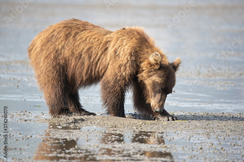 Alaska, Lake Clark National Park, Seward, Homer photo