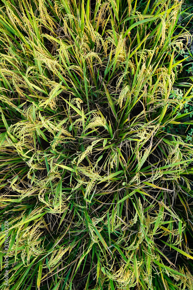 Rice fields or paddy fields in the countryside Rice fields or paddy fields in the countryside