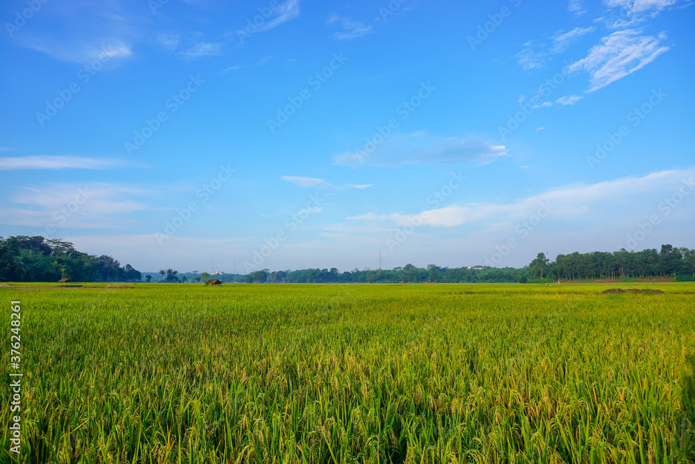 wheat field and blue sky wheat field and blue sky