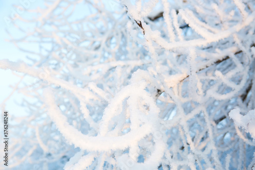 Photo of branches covered in ice after an ice storm