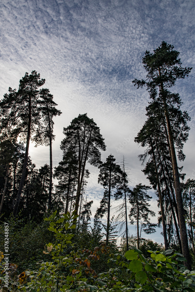 Obraz premium trees in the forest