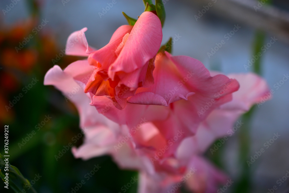 Pink Daylily flower on the background of the sky and the house with bokeh Pink Daylily flower on the background of the sky and the house with bokeh