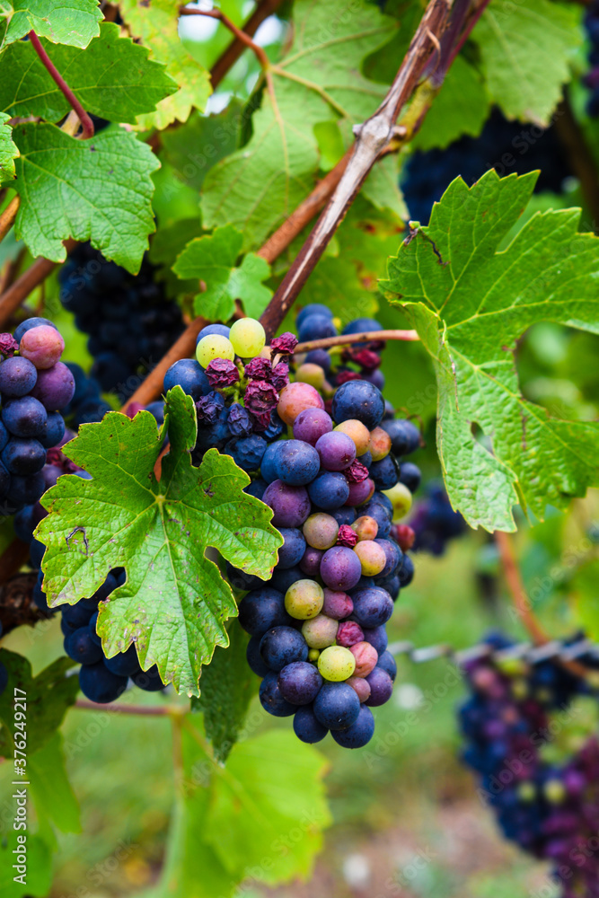 red grapes on vine, bunch of grapes, grapes on vine, red and white grapes on vine in vineyard 
