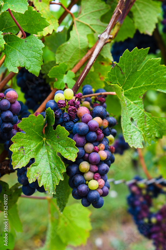 Wallpaper Mural red grapes on vine, bunch of grapes, grapes on vine, red and white grapes on vine in vineyard  Torontodigital.ca