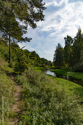 Small river in the forest