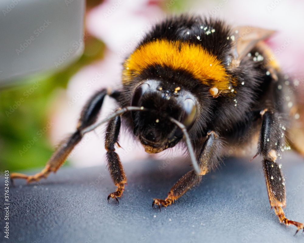Bumble Bee close up Bumble Bee close up