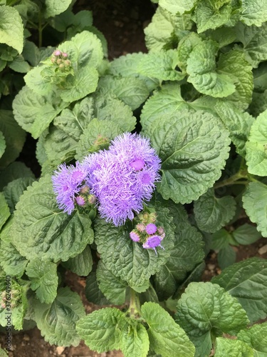 purple and green plants