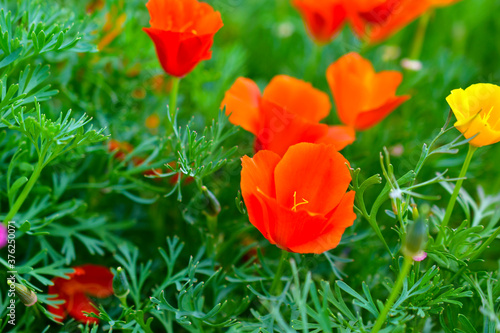 Yellow and red flowers Eshsholtsiya closeup in the green photo