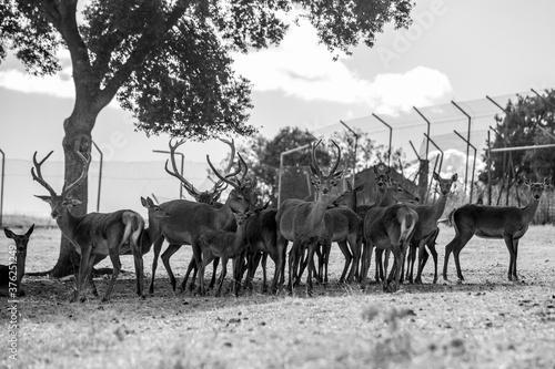 Animales en semilibertad descansando al aire libre, elefante, camello, leonas, cebra, ciervo, cabra © isabelbueno