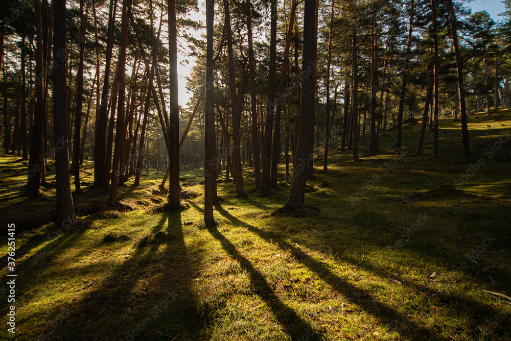 Fototapeta premium Sunrise pine forest